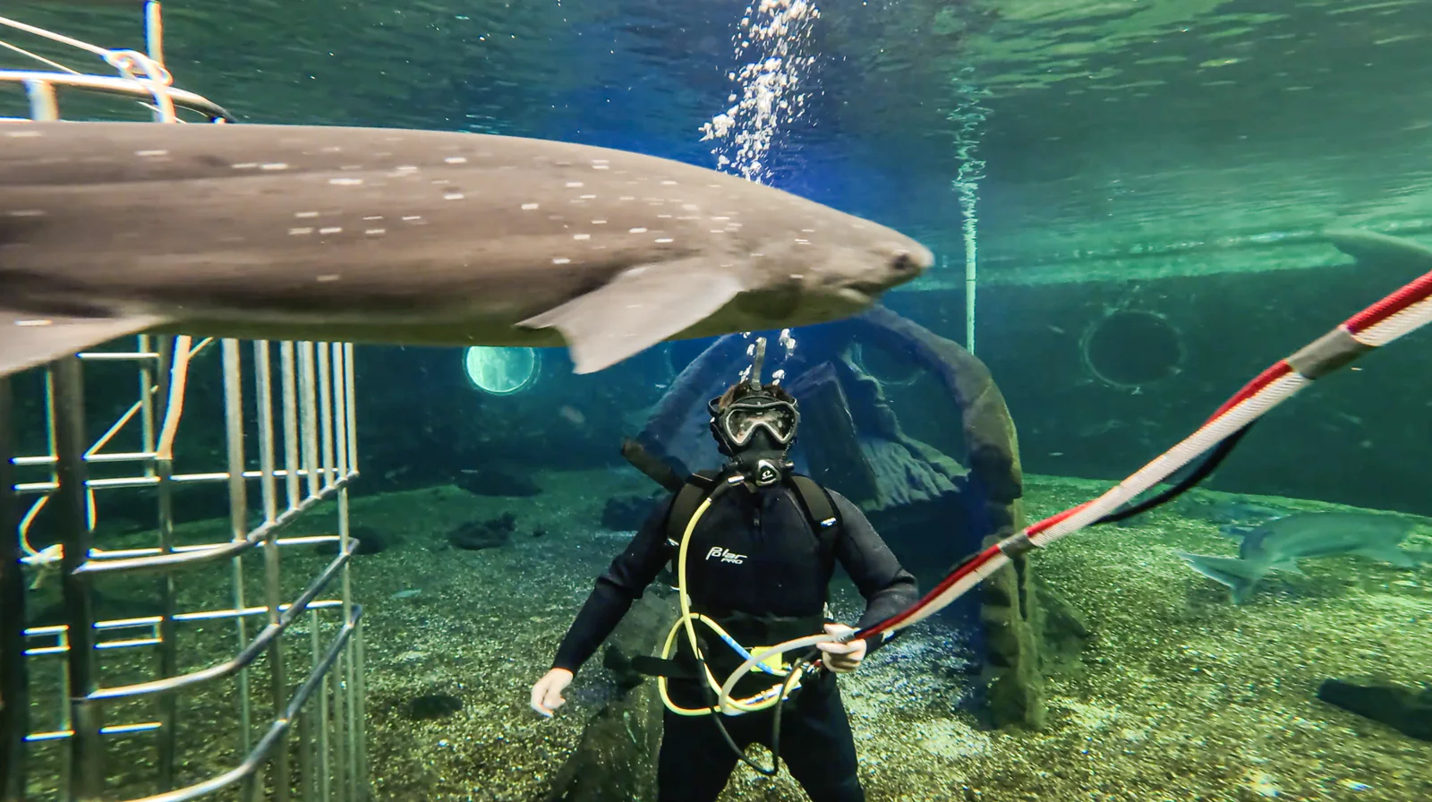 Mundo Marino se renueva con multiples atracciones