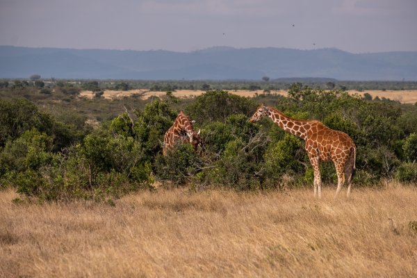 Destinos exóticos: Los mejores países para safaris en África