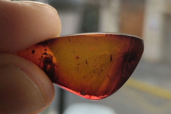 Investigador de la UNNE y CONICET se capacita para profundizar el estudio de insectos fósiles preservados en ámbar