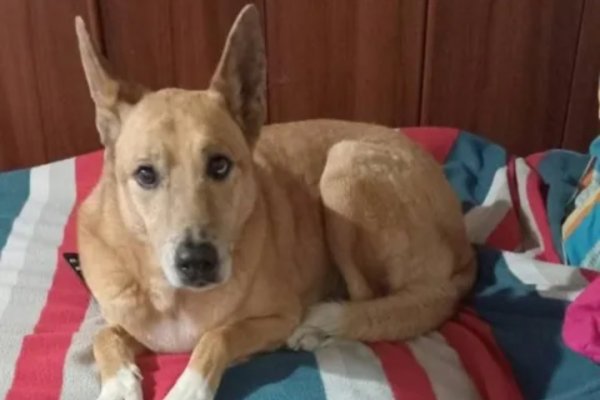 CRUELDAD! Una mujer escapó tras arrollar y matar a una perra en Corrientes