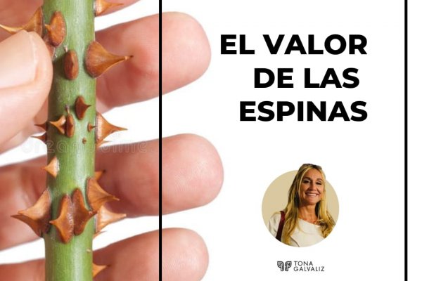 El valor de las espinas - Reflexión