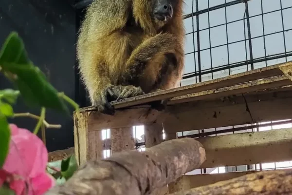El Centro Aguará concientiza sobre la crueldad animal con el caso de 