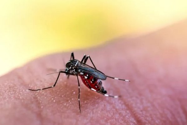 NUEVOS CONTAGIOS! Corrientes acumula 25 casos de Dengue