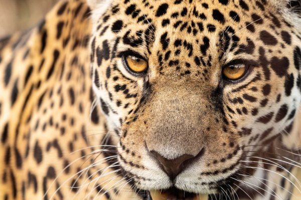 YAGUARETÉ! Analizan la diversidad genética de la población en el Iberá