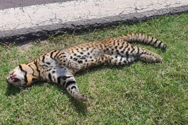 RESCATE! Liberan en Corrientes a gato montés accidentado