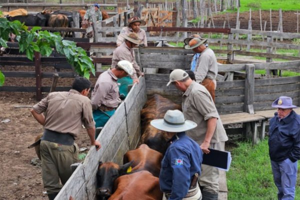 VINCULADO A LOAN! Siguen los allanamientos y se recuperan más vacas de la causa Osuna