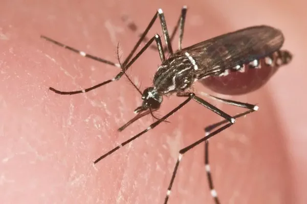 DENGUE! Corrientes detecta nuevos casos