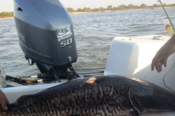 VIDEO! Cordobeses sorprendidos por un surubí gigante en Corrientes