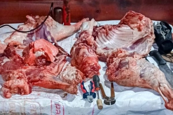 HAMBRE Y DELITO! Mercedeños llevaban un oveja ajena faneada en su mochila