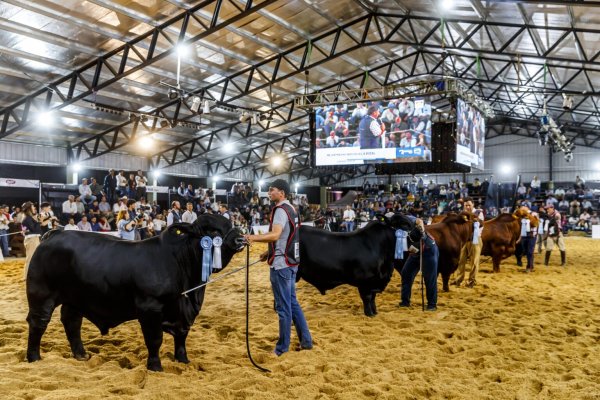 EXPO RURAL! Las Nacionales 2025 llegan a Corrientes con lo mejor de la genética bovina y equina