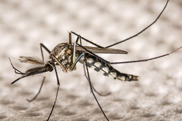 PRECAUCIÓN! Corrientes suma nuevos casos de Dengue