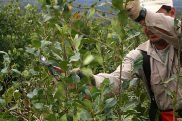  DE NUEVO! Una medida de Luís Caputo generó un cruce entre Misiones y Corrientes por la yerba mate