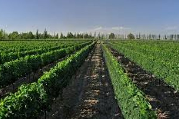 17 de abril día internacional de Malbec. Donde festejar y que tomar.