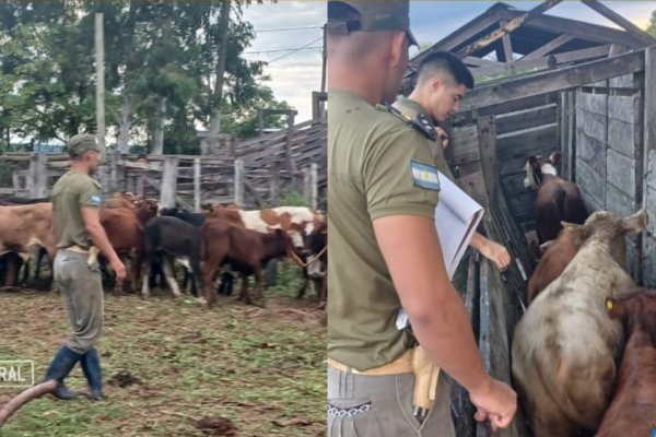 Secuestran un camión que transportaba 28 terneros de forma ilegal a la provincia de Salta