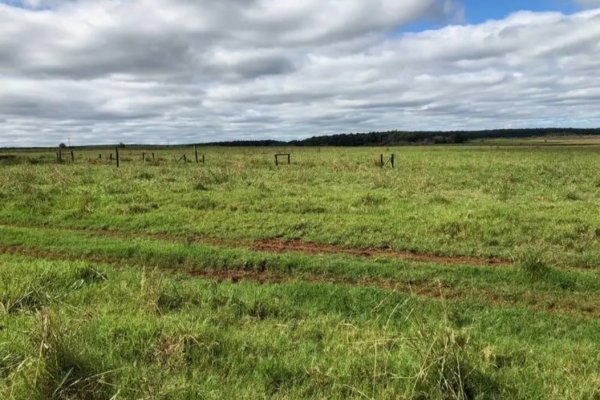INTERIOR! Intentaron matar animales en un campo, los vieron y se fugaron disparando a los tiros