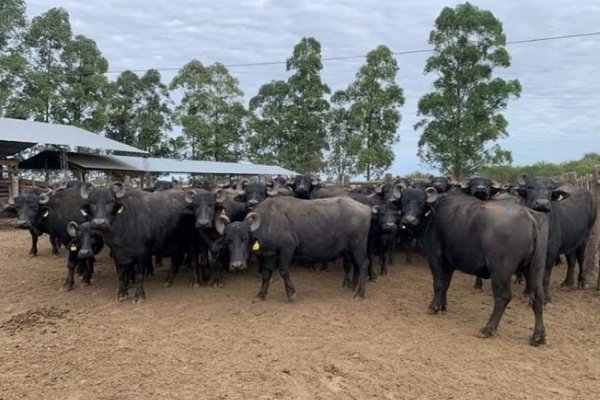 CORRIENTES! Validarán la calidad microbiológica de la leche de búfala como alternativa productiva regional