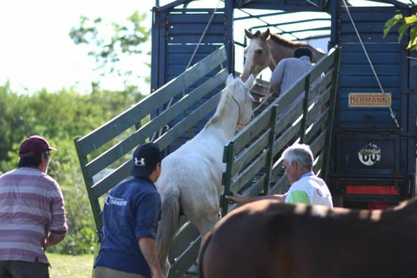 MALTRATO! Más de 600 caballos fueron recuperados y liberados en campos correntinos