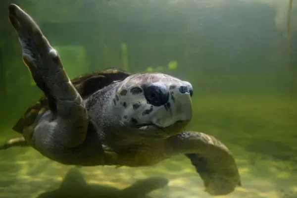 EN ESTADO! El tortugo Jorge ya recorrió 500 kilómetros y llegó a Uruguay
