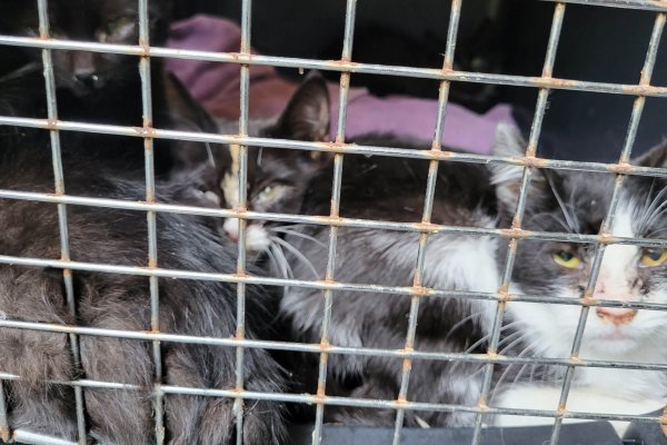 MALTRATO ANIMAL! Policías de Corrientes rescatan 20 gatos y perros en las peores condiciones