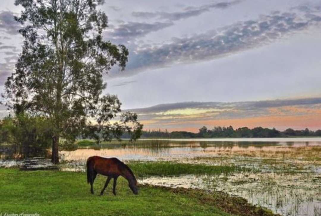 La desaparición parcial de la Laguna Soto pone en jaque a especies nativas y refleja los efectos combinados del cambio climático y la gestión hídrica regional. Gentileza: Angel Escobar Fotografía (Facebook)