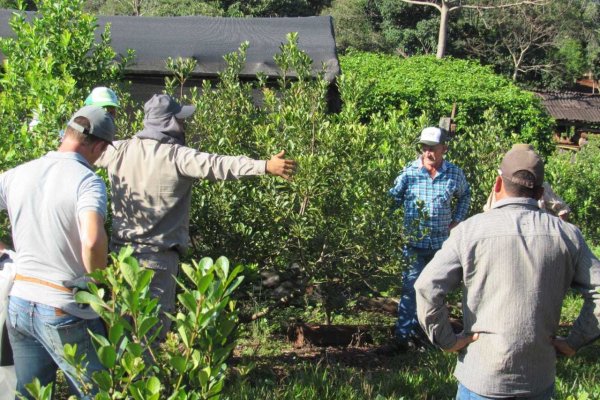 CRISIS! Se derrumbó la producción de yerba mate en Misiones y Corrientes