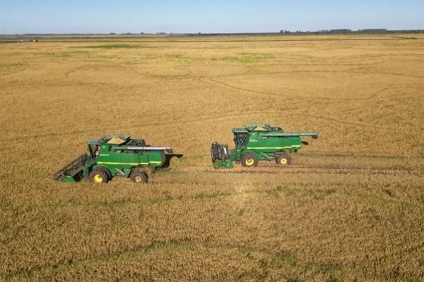 ALERTA! En el sector arrocero advierten fuerte caída de superficie sembrada