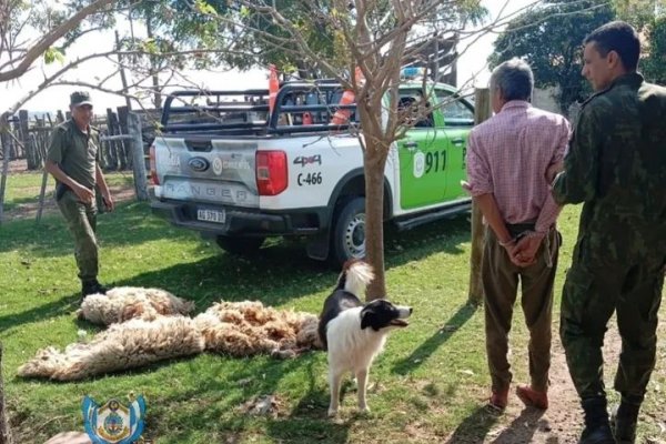 CAYÓ EL LADRÓN! Robaba las ovejas a su patrona en una estancia correntina