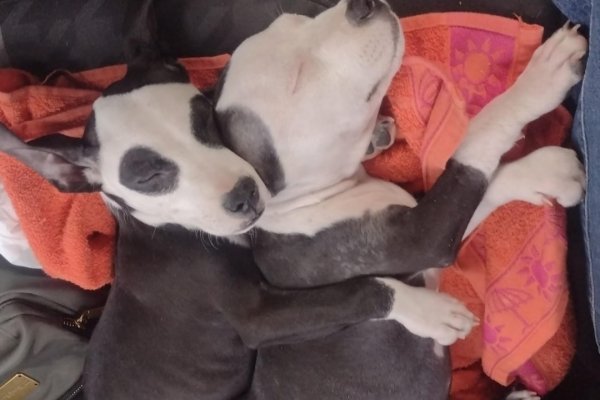 A CASA! La Policía recuperó caninos de raza robados en la ciudad de Corrientes