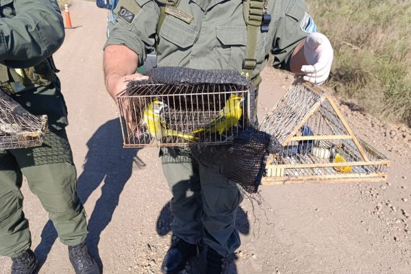 PRISIÓN! Condena por caza furtiva de cardenales amarillos en Corrientes