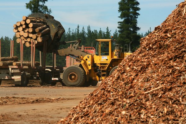 ALARMA! Una importante forestal en Corrientes pide concurso de crisis y suspendería a 200 empleados