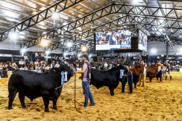 Las Nacionales 2025 llegan a Corrientes con lo mejor de la genética bovina y equina