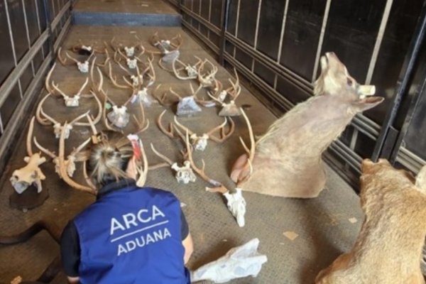 CAZA ILEGAL! Detenienen un camión con más de 30 piezas de fauna silvestre en Corrientes