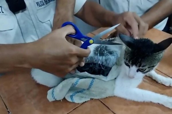 La Policía detiene a 'Narco-Michi', un gato que introducía droga en una cárcel de Costa Rica
