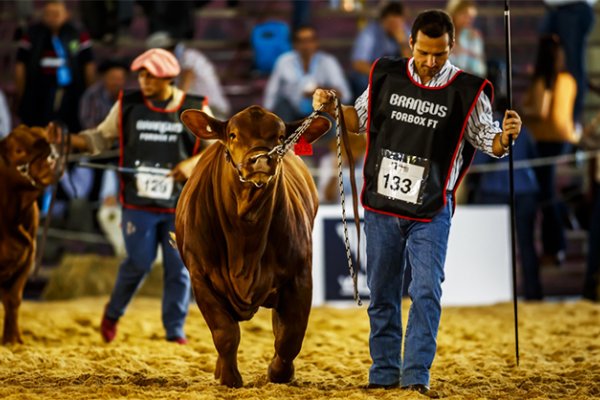 1150 REPRODUCTORES! Una semana a todo Brangus, Braford y Brahman en las Nacionales de Corrientes