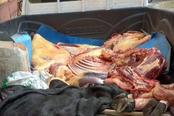 TRES DETENIDOS! Llevaban una vaca faenada en una Toyota Hilux (IMÁGENES)