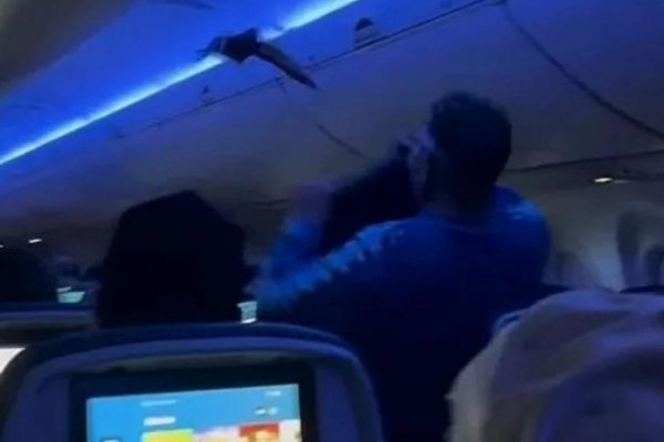 Dos palomas provocan el caos absoluto tras colarse dentro un avión en EE.UU.