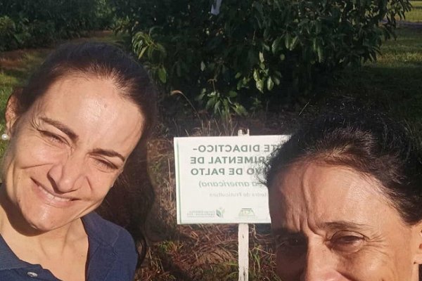 Investigadoras de la UNNE y el INTA elaboraron manual gratuito para impulsar el cultivo de palta en el NEA