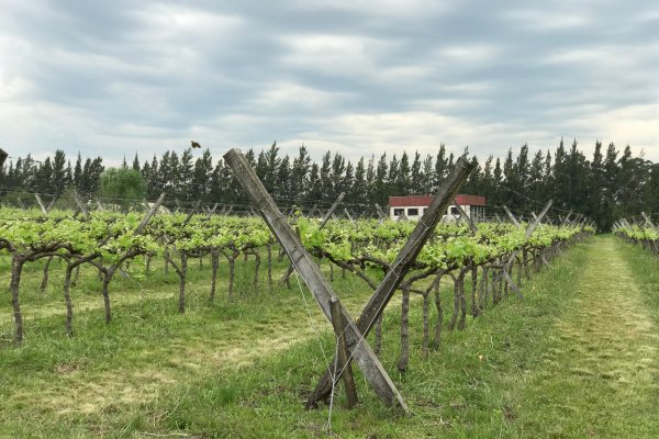Entre Ríos, Entre Viñas un encuentro de vinos muy especial