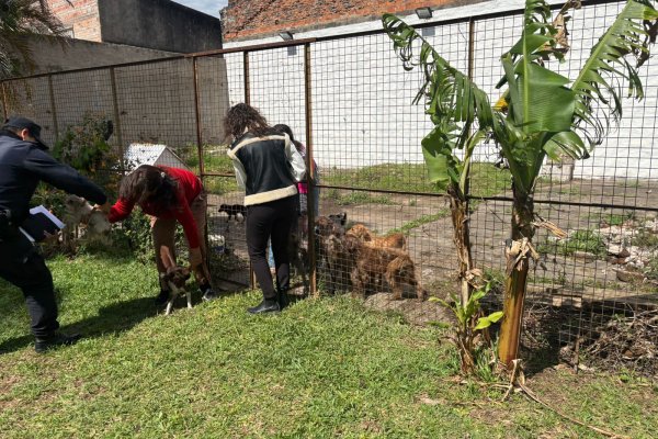 MALTRATADOS! Policías allanan y rescatan animales abandonados (IMÁGENES SENSIBLES)