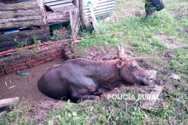 SAQUEN A LA VACA! La Policía rescató a un vacuno que cayó en un pozo (IMÁGENES)