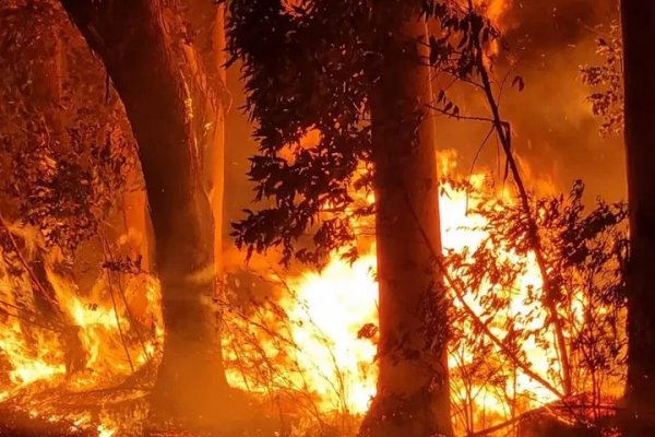 Incendio forestal en el sur de Corrientes demandó 5 horas de trabajo para controlarlo