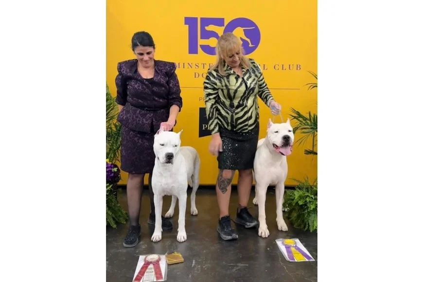 Toky junto a Wenopa Antu Makto, la mejor Dogo Argentino del sexo opuesto