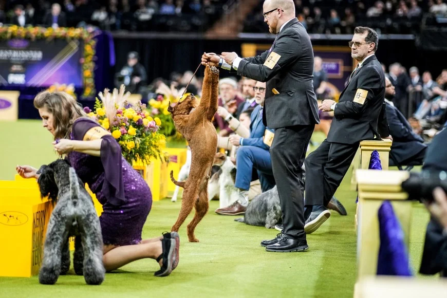 El Westminster Dog Show es, desde 1877, la cita obligada para los criadores de &eacute;lite