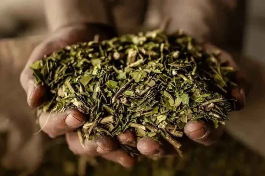 Barron Trump impulsa en Florida una empresa de bebidas funcionales con yerba mate, ampliando la proyección internacional de la infusión