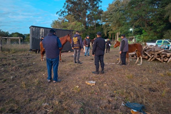 Corrientes imágenes: Rescatan caballos por maltrato animal: desnutridos y deshidratados