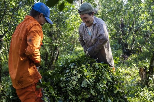 El mito del libre mercado en la yerba: “El INYM no está desregulado, está cooptado por la industria correntina”