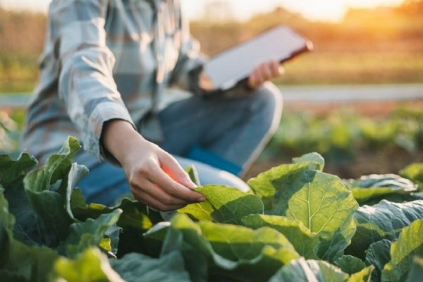 Alerta por el uso de agroquímicos en Corrientes tras la intoxicación de un profesional
