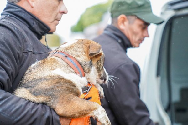 Corrientes contra el maltrato animal: rescatan dos perros en el barrio Primera Junta