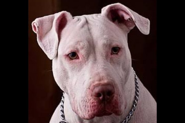 Ataque de pitbull a una nena en Corrientes la dejó con graves heridas