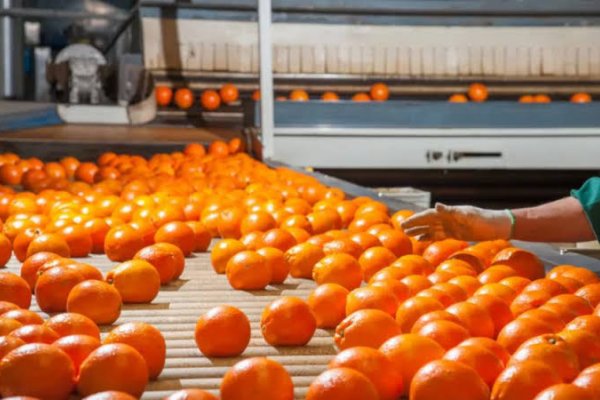 Las producciones primarias de Corrientes en rojo y lejos del crecimiento